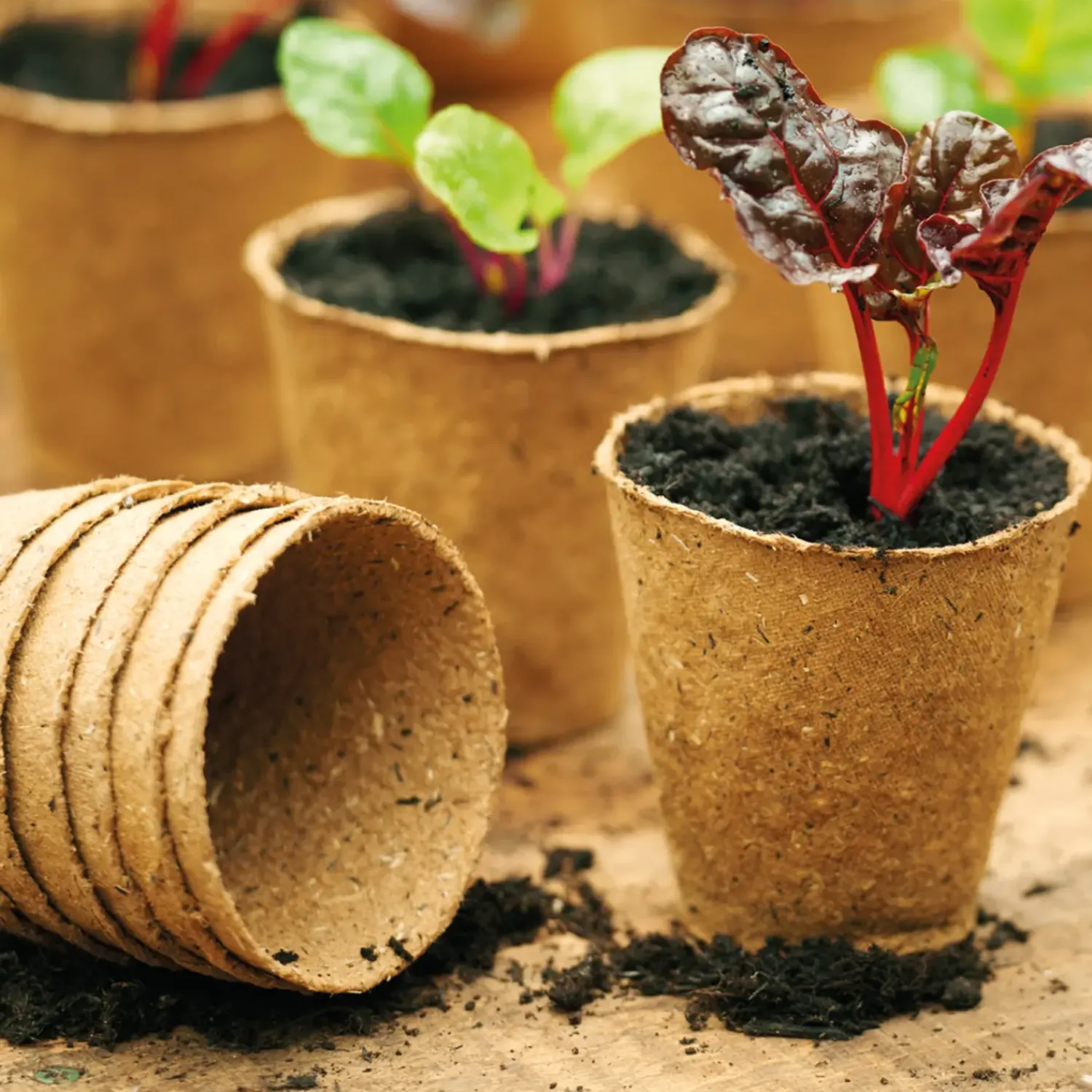 Plantekasser|Planteartikler Og Opbinding^Grow It fiberpotter 8 cm, 12 stk