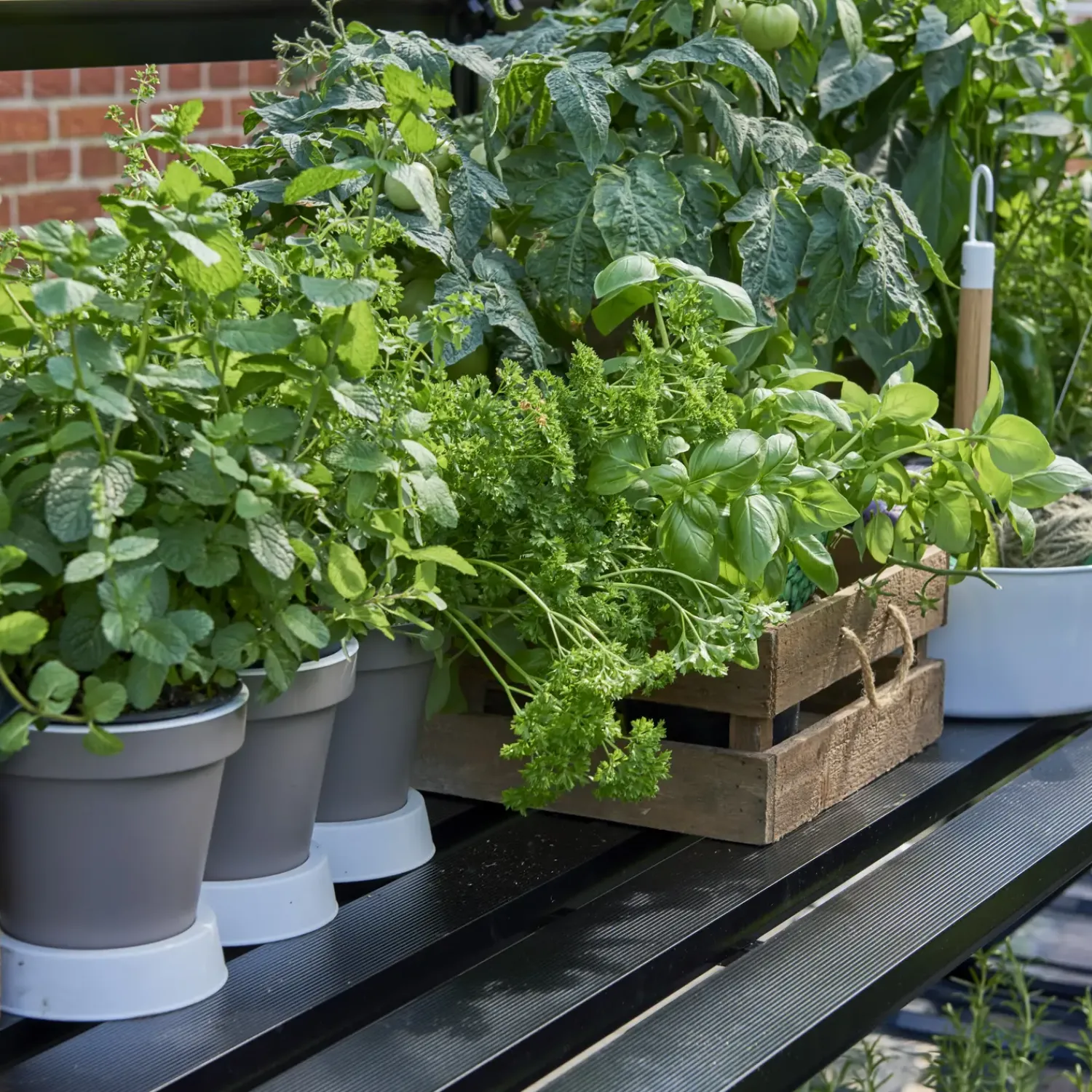 Halls Drivhusindretning^Qube 66 drivhusbord sort