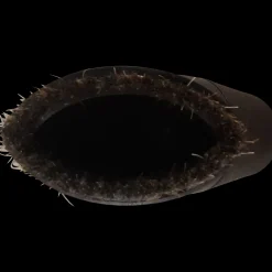 Discount Nilfisk rundbørste Ø 32mm