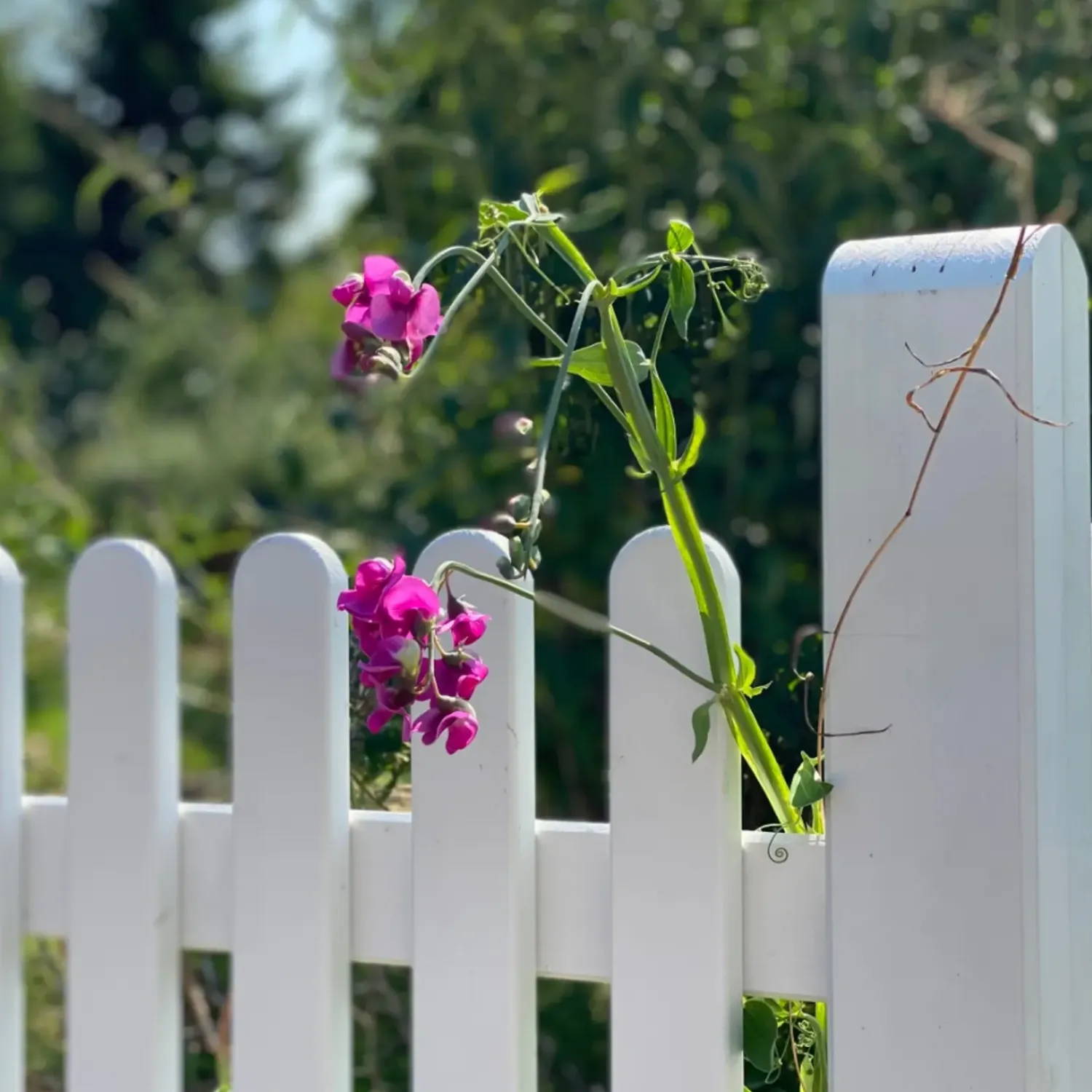 Plus Træhegn^Retro hegn 150x80 cm hvid